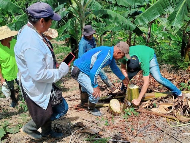 COLOMBIA: ICA refuerza vigilancia fitosanitaria para controlar el picudo del plátano