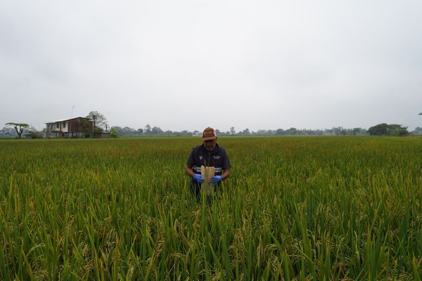 ECUADOR: Frente a plaga del arroz, MAG pide calma e información responsable