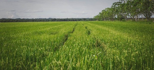 Colombia regula precio del arroz paddy por tonelada