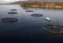 La acuicultura supera a la pesca y se consolida como la gran fuente de mariscos y peces a nivel mundial