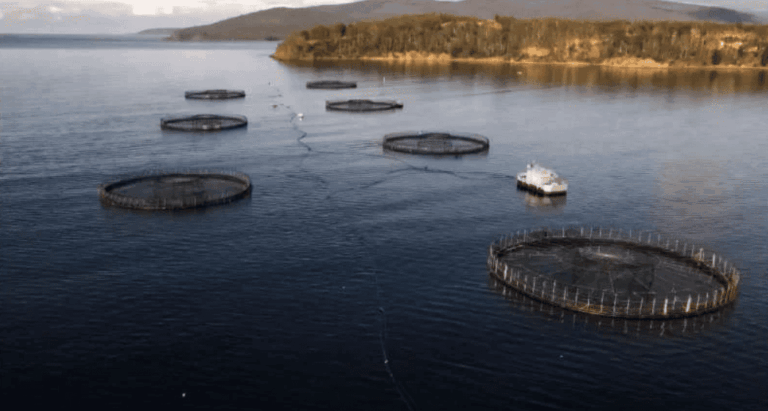 La acuicultura supera a la pesca y se consolida como la gran fuente de mariscos y peces a nivel mundial