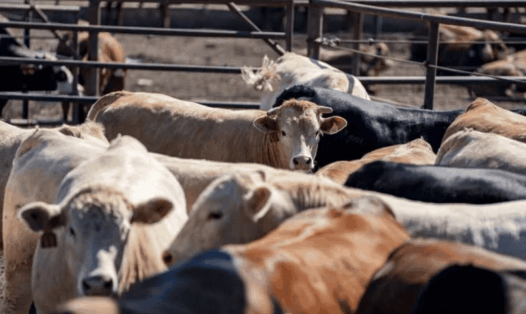 Investigadores de Texas A&M encuentran cómo reducir la Salmonella en la carne de res