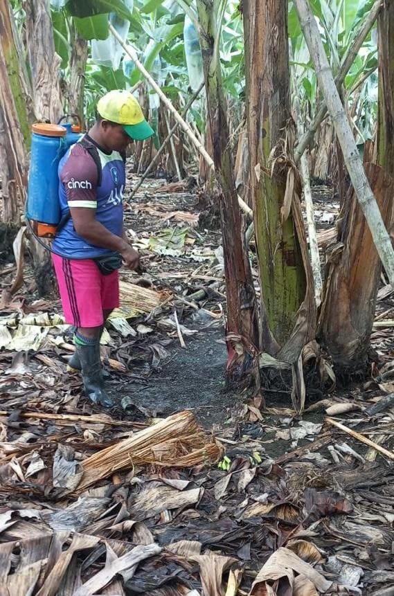 Ecuador refuerza la lucha contra el moko con investigación privada