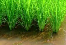 Arroz y pescado: Un dúo dinámico en Rice Paddy Fields