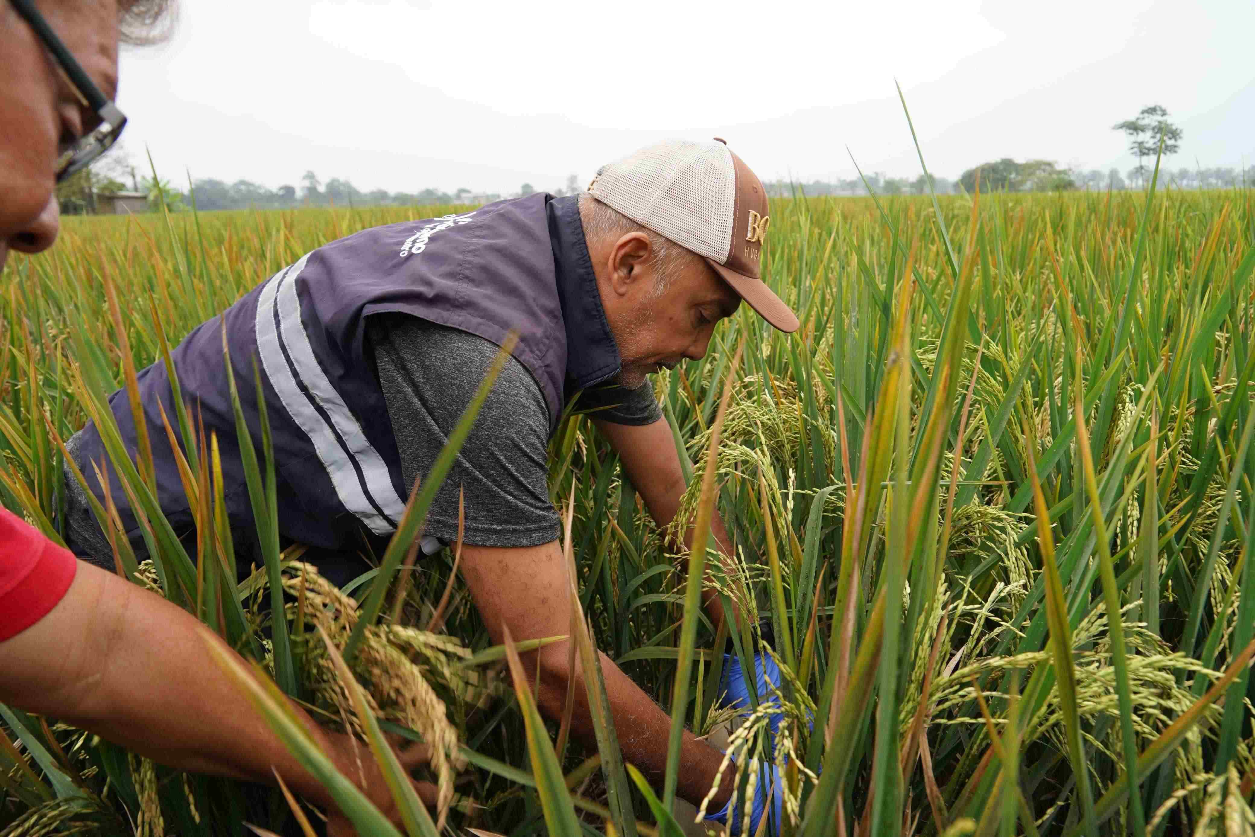 ECUADOR: Sogata pone en riesgo producción arrocera
