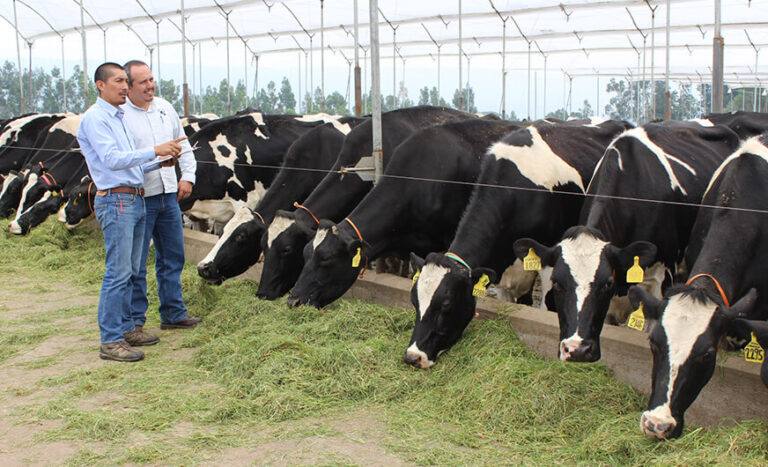 Manjar de leche libre de deforestación apunta a Europa