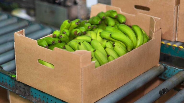 HONDURAS:  Bananeros esperan que crezcan las hectáreas de este cultivo