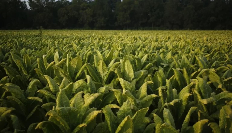 Tecnologías para proteger cultivos frente a heladas y fenómenos climáticos extremos