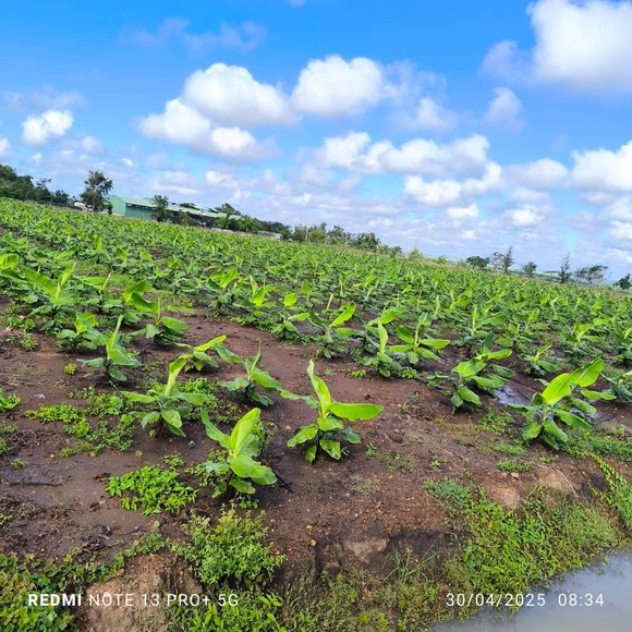Ecuador frente al Fusarium: lecciones de Mozambique