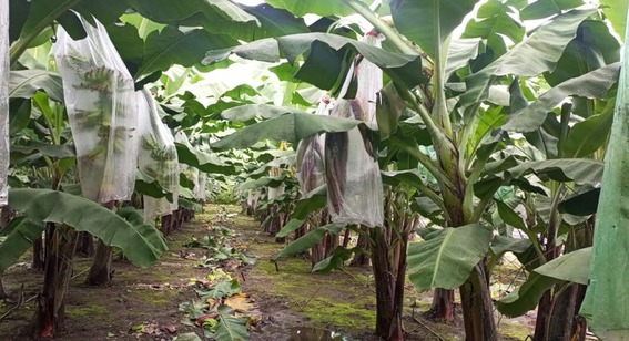 ECUADOR: INIAP avanza en defensa del banano