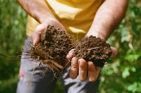 Estudio advierte que las prácticas agrícolas intensivas están debilitando la resiliencia del suelo