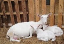 Clostridiosis en cabras: el enemigo silencioso que puede diezmar un rebaño