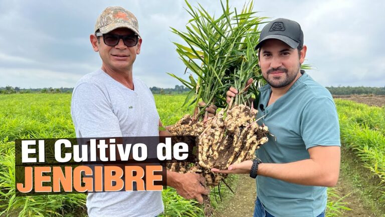 JENGIBRE alcanza 1 millón de reproducciones en YouTube