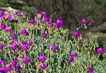 La flor del desierto que podría cambiar la agricultura: científicos buscan replicar su resistencia al calor y la sequía