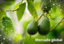 Resumen del mercado global del aguacate