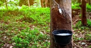 El Gobierno se propone impulsar el cultivo de caucho en República Dominicana