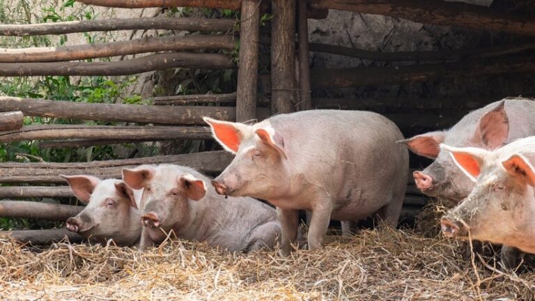 ESPAÑA: El Gobierno trabajará “al máximo” para limitar el impacto económico de la peste porcina