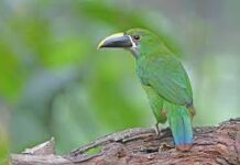 Pólvora de fin de año: una tradición que pone en riesgo a animales y al ambiente