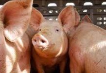 Termorregulación: clave para proteger a los cerdos en invierno