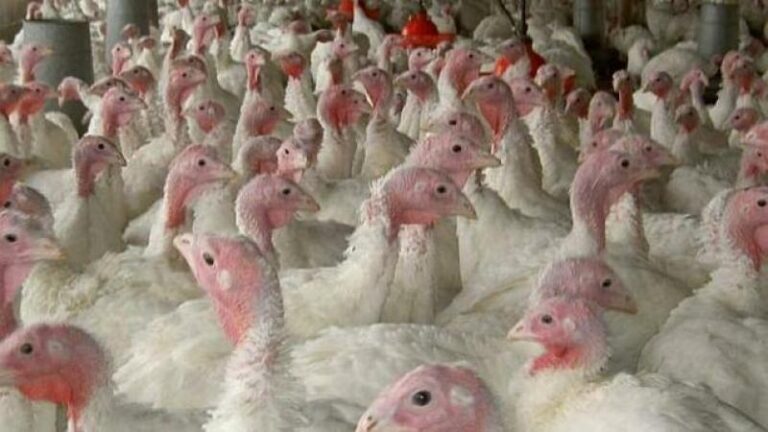 EE. UU. enfrenta nuevo brote de gripe aviar: más de un millón de pavos sacrificados