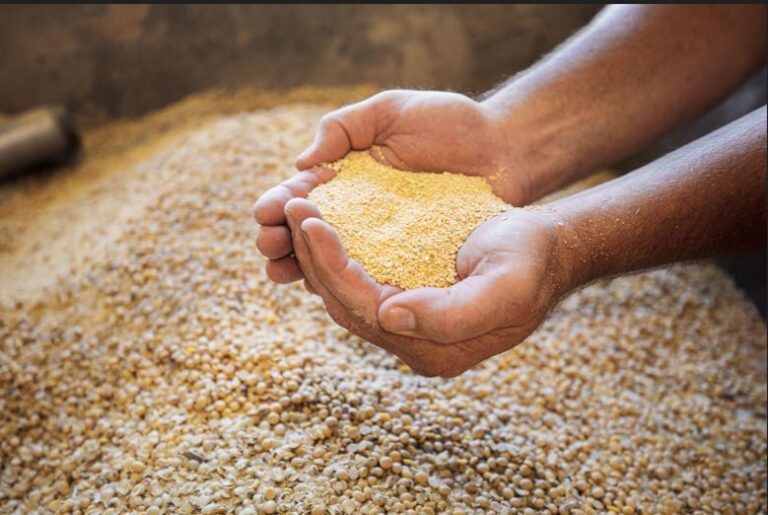 ECUADOR: La soya sostenible marca tendencia en 2025