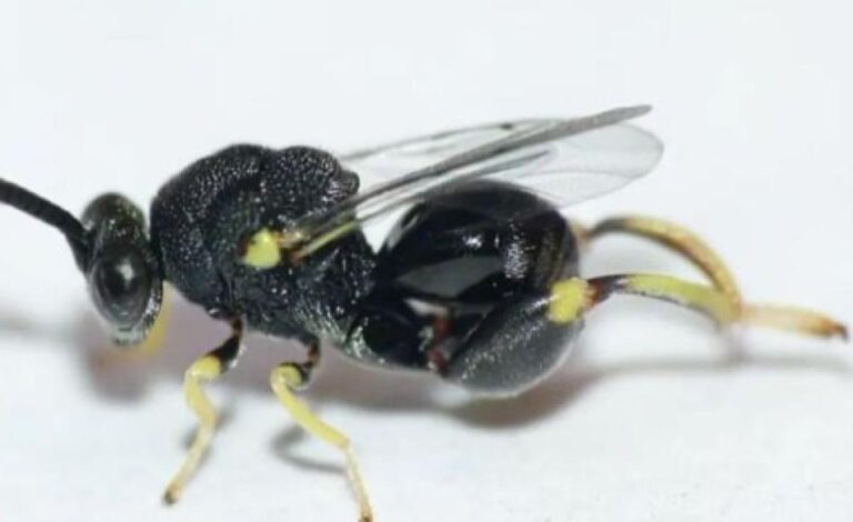 Ecuador: Registra por primera vez una avispa parasitoide clave para la agricultura