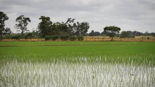 ECUADOR: Inicio de lluvias no reactiva la siembra de arroz, Corpnoarroz