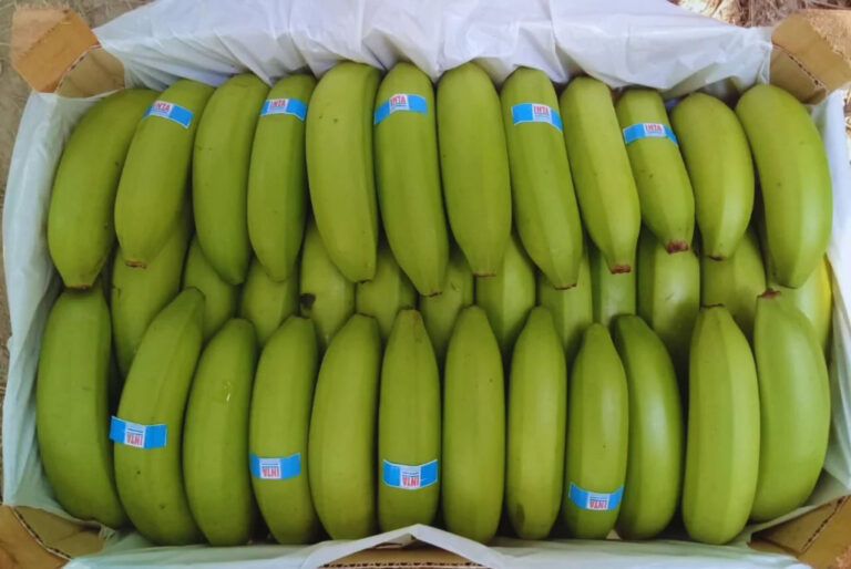 INTA desarrolla nuevas líneas de banana Cavendish adaptadas al norte argentino