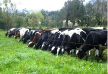 Impacto del invierno en la ganadería: consideraciones desde el manejo en campo