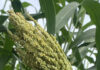 BRASIL: Una nueva variedad de sorgo forrajero gigante llega al mercado con alta productividad y calidad.
