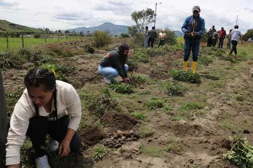 ECUADOR: Proyecto busca modernizar el agro con jóvenes líderes