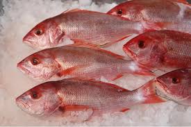 Vacunas para peces: ¿riesgo en el plato o salvavidas del mar?