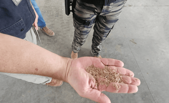 BRASIL: Incautan 368 toneladas de semillas irregulares