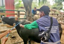Ecuador inicia proceso para ser libre de aftosa sin vacunación