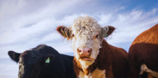 Ganadería ConCiencia: un aporte para una producción más eficiente