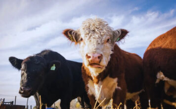 Ganadería ConCiencia: un aporte para una producción más eficiente