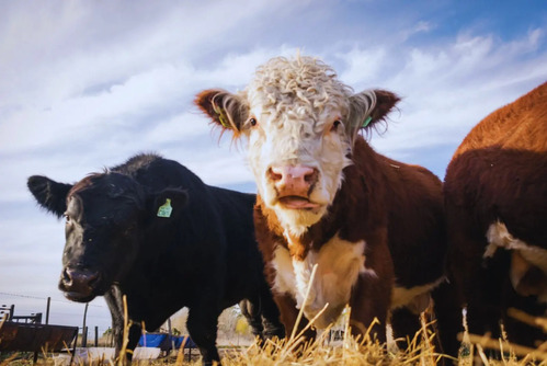Ganadería ConCiencia: un aporte para una producción más eficiente