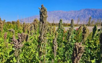 ARGENTINA: Semillas del INTA viajan al espacio para estudiar cómo responden los cultivos a condiciones extremas