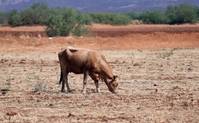 ECUADOR: Ola de calor pone en riesgo la producción ganadera