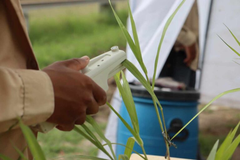 COLOMBIA: Inteligencia artificial anticipa daños en pastos por encharcamiento