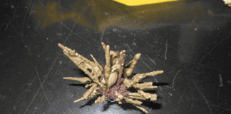 Nuevo erizo de mar revela secretos del Atlántico Sur