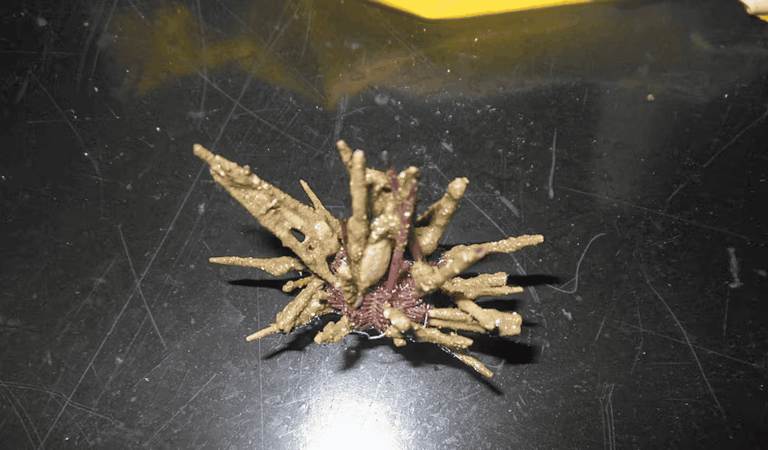 Nuevo erizo de mar revela secretos del Atlántico Sur