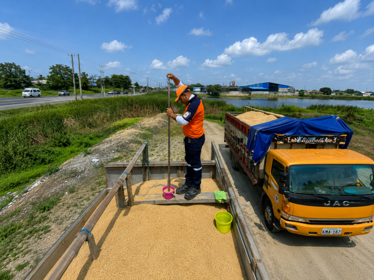 ECUADOR: Compra pública de arroz supera meta parcial, según el MAGP