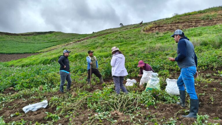 Paute aporta datos clave para medir la productividad de la papa en Azuay