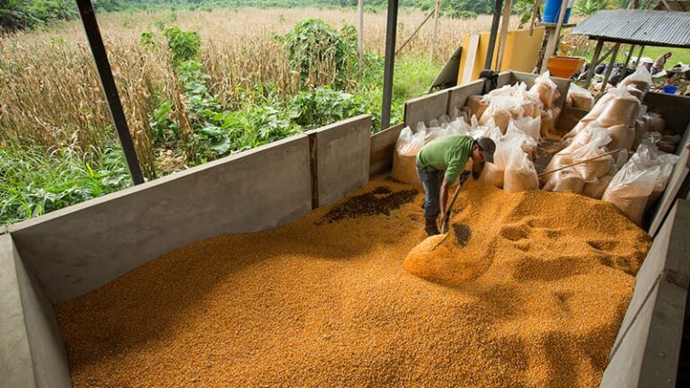 ECUADOR: Maíz amarillo duro tendrá precio mínimo y máximo de referencia