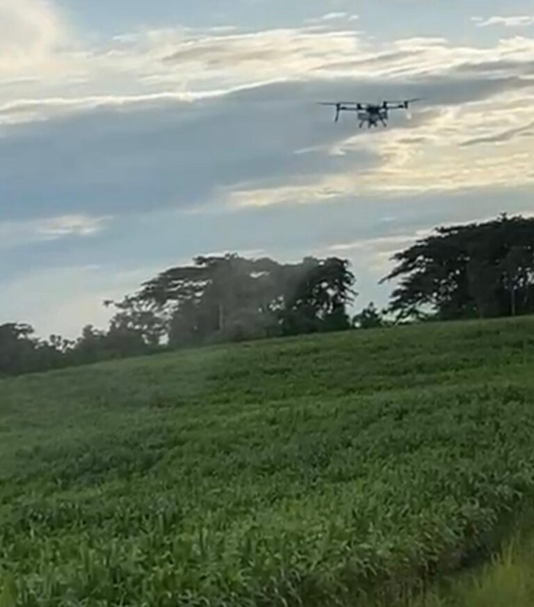 ECUADOR:  Tecnología aérea transforma la producción de maíz