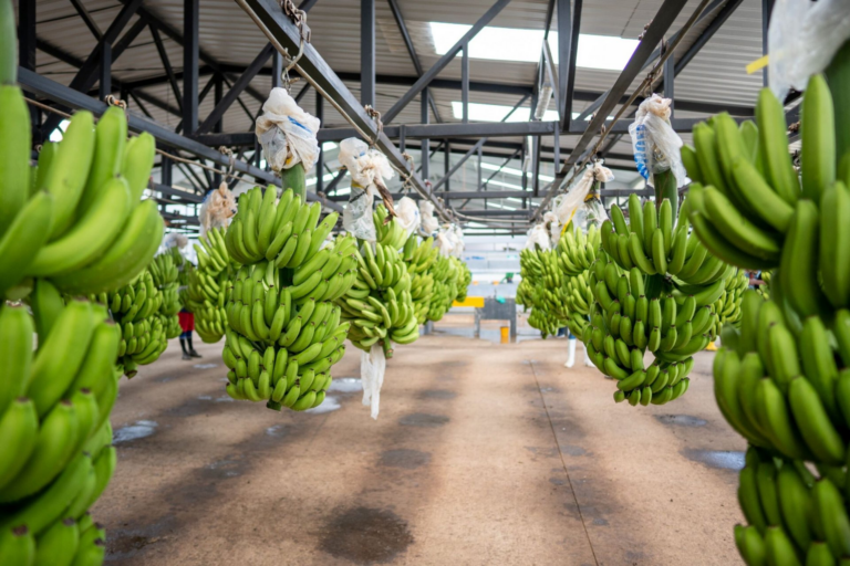 ECUADOR:  Sector agrícola exige revisión de tasa en Naranjal