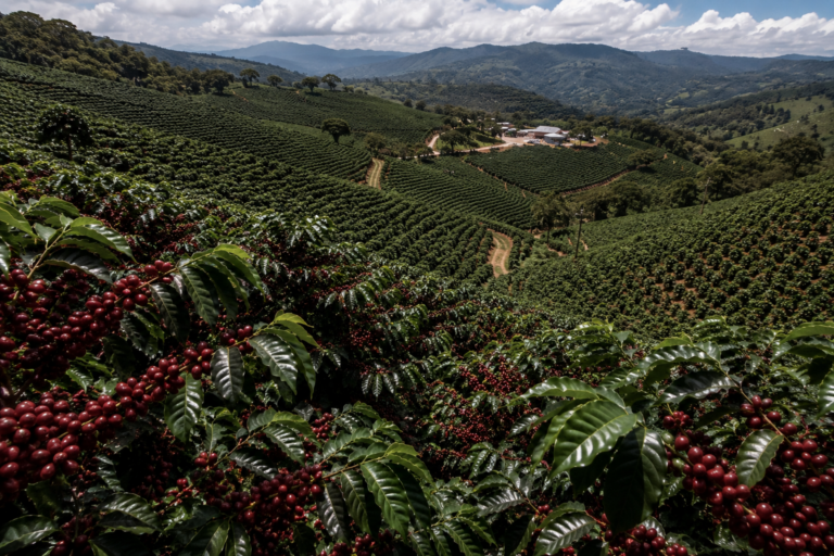 Productividad y calidad, las claves para el renacer del café ecuatoriano